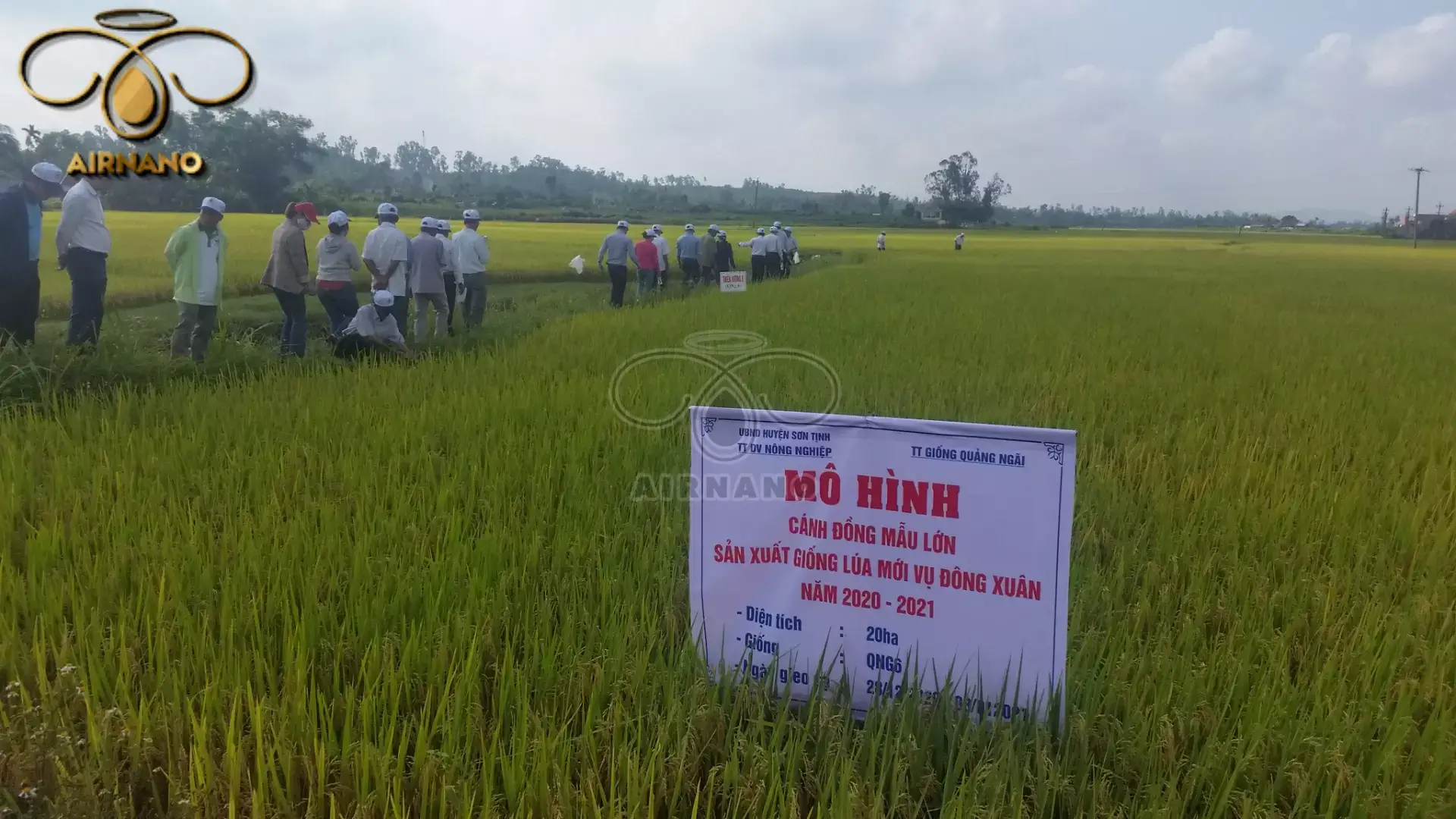 Giống Lúa Thiên Hương 6 Gallery 2