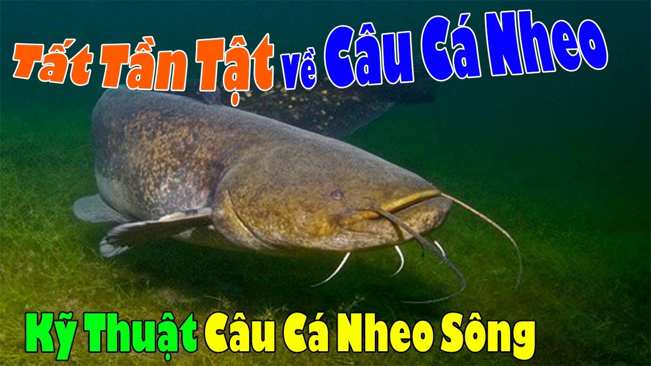 Cách Câu Cá Nheo Hiệu Quả Gallery 2