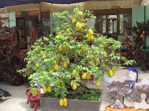 Cách Làm Cây Khế Ra Quả Vào Dịp Tết Gallery 2