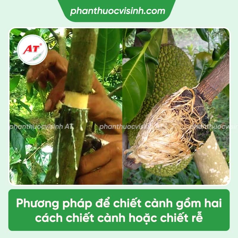 Làm thế nào để cho mít ra quả ở thân cây? Gallery 2
