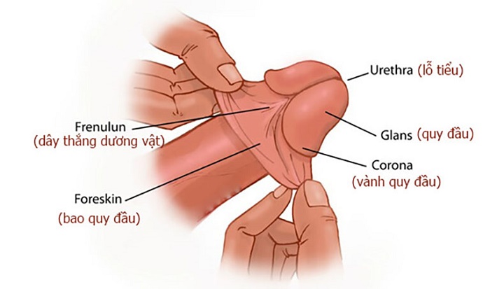 Cách Mút Cậu Nhỏ: Hướng Dẫn Chi Tiết và An Toàn Gallery 2