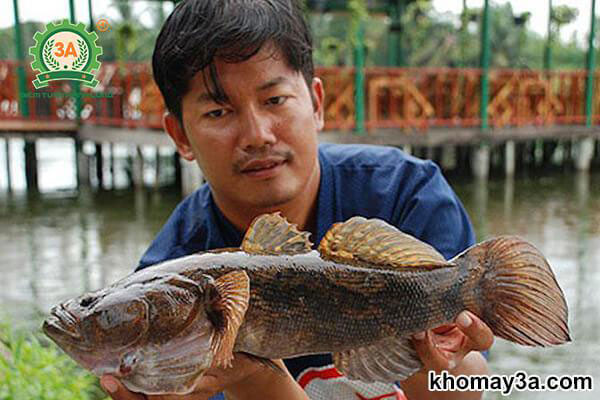 Kỹ thuật nuôi cá bống tượng hiệu quả, kinh nghiệm từ A đến Z