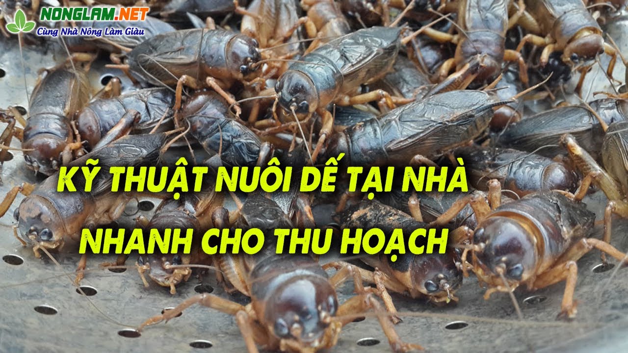 Kỹ thuật nuôi dế mèn hiệu quả