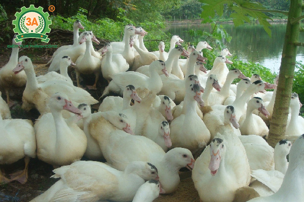 Kỹ thuật nuôi ngỗng thả vườn hiệu quả