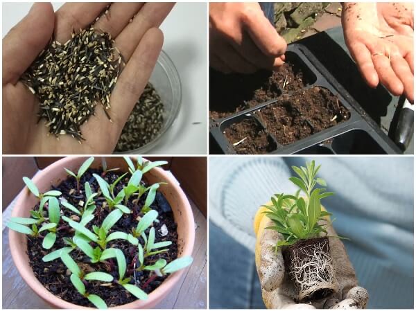 Kỹ thuật trồng bông vạn thọ