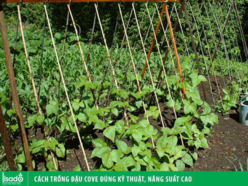 Kỹ thuật trồng đậu cô ve hiệu quả cao