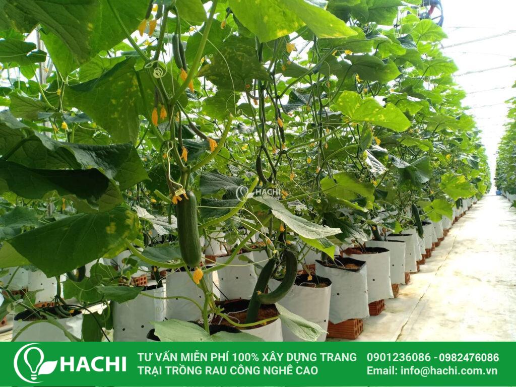 Cách Trồng Dưa Leo Mùa Mưa Hiệu Quả Gallery 2
