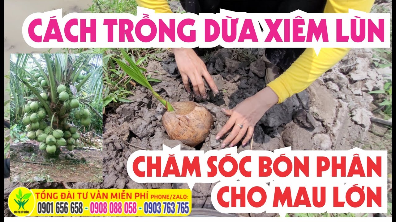 Cách Trồng Dừa Xiêm Lùn Hiệu Quả Gallery 2
