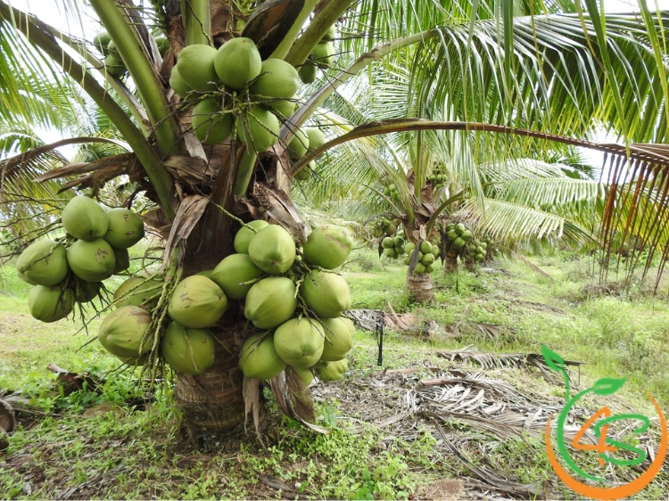 Kỹ thuật trồng dừa xiêm lùn Mã Lai