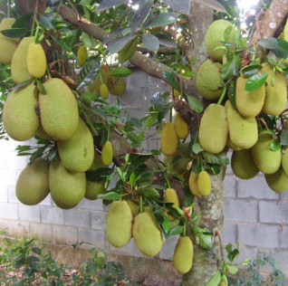 Kỹ thuật trồng mít hiệu quả, năng suất cao