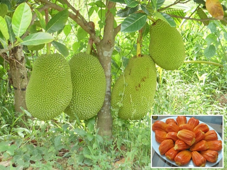 Giống Mít Ruột Đỏ: Đặc điểm, kỹ thuật trồng và giá trị kinh tế Gallery 2