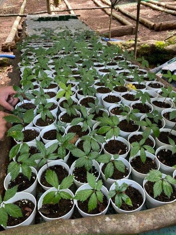 Kỹ thuật trồng sâm Ngọc Linh trong chậu