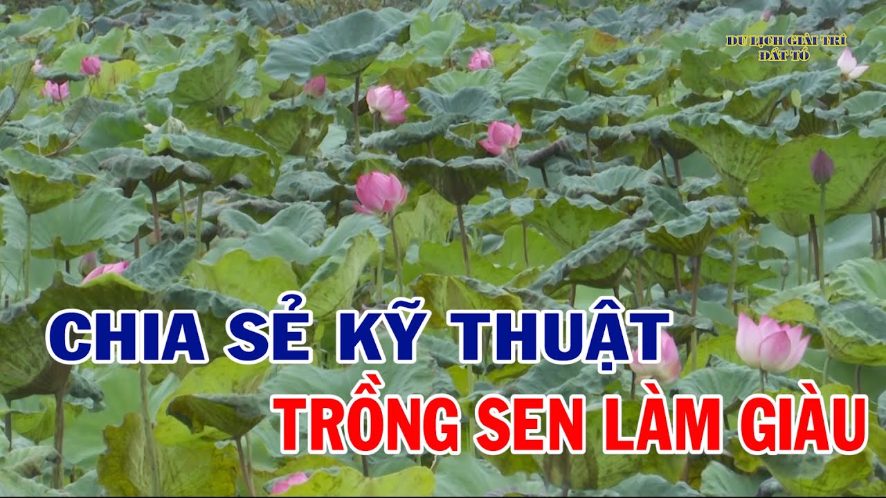Cách Trồng Sen Trên Ruộng Gallery 2