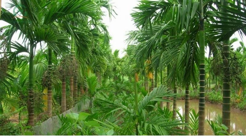 Trồng Cau Lấy Quả: Hướng Dẫn Chi Tiết Từ A Đến Z Gallery 2