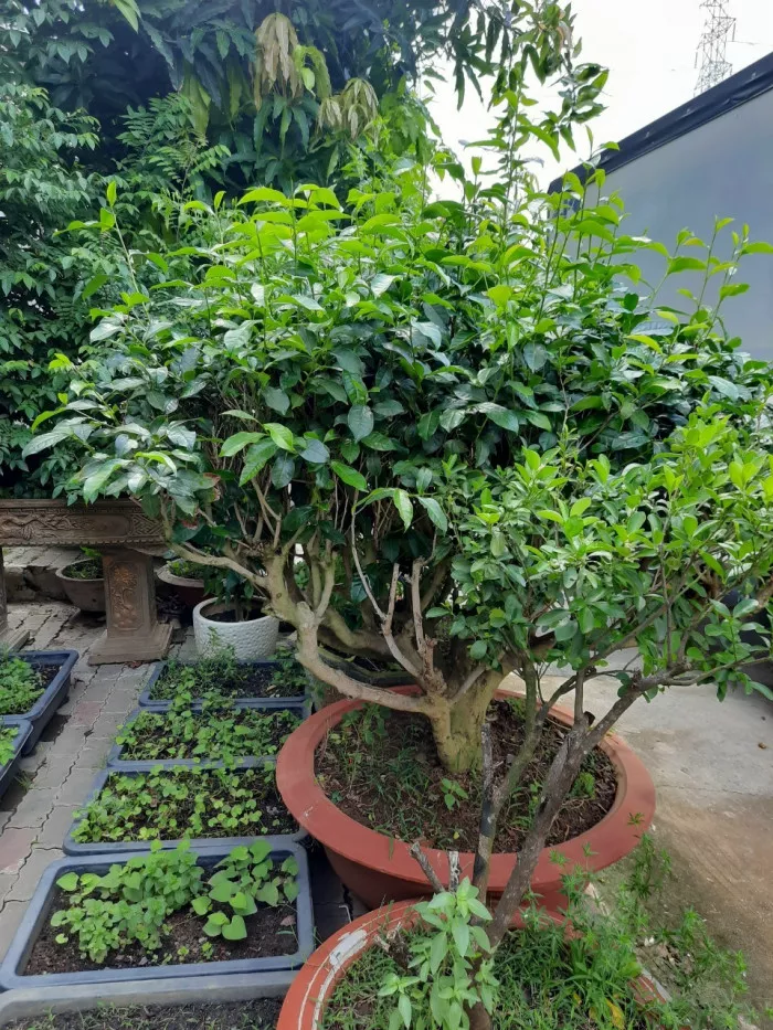 Cây Chè Xanh Giống: Nguồn Gốc, Đặc Điểm Và Cách Trồng Gallery 2