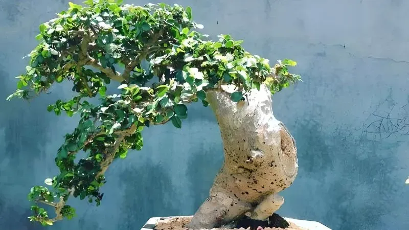 Cây Dưới Bồn Sai Gallery 2