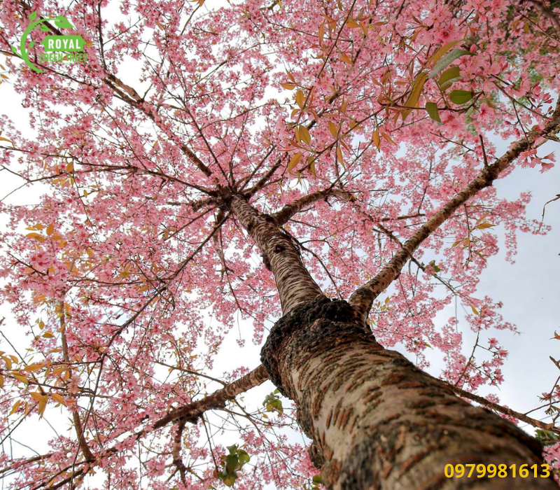 Cây Giống Mai Anh Đào: Nguồn Cung Cấp & Hướng Dẫn Trồng Gallery 2