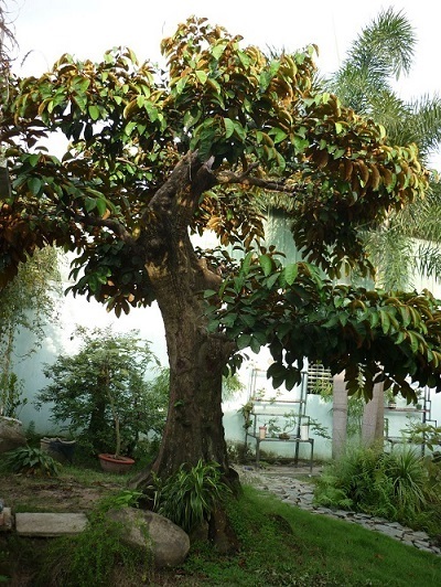 Cây Vú Sữa Công Trình Gallery 2