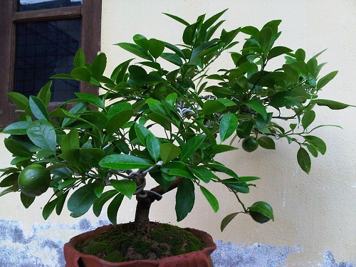 Trồng Chanh Tứ Quý Trong Chậu: Hướng Dẫn Chi Tiết Từ A-Z Gallery 2