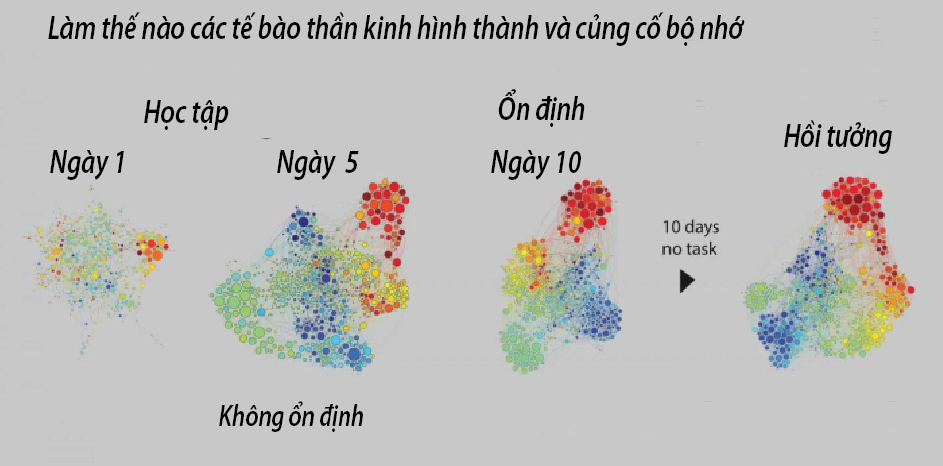 Ký ức là gì?