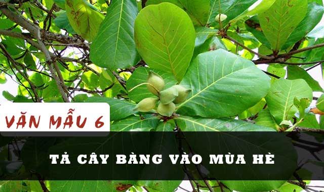 Tả Lá Bàng Theo Từng Mùa Gallery 2