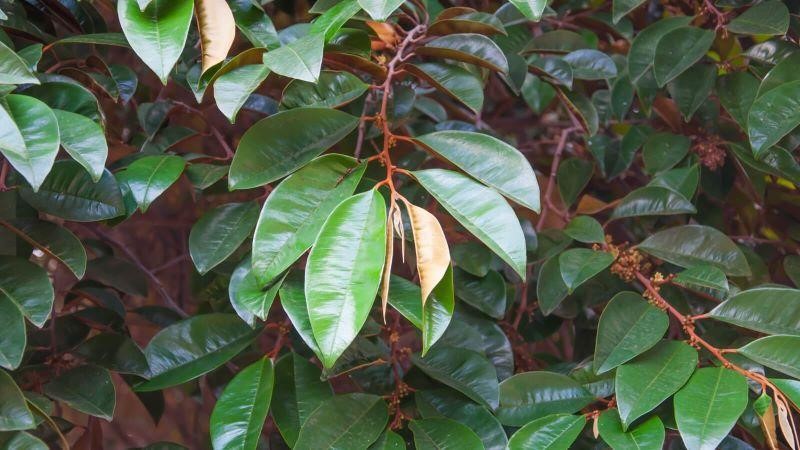 Lá cây vú sữa: Công dụng, cách dùng và những lưu ý