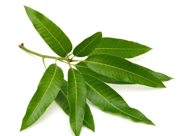 Lá cây xoài có hình gì?