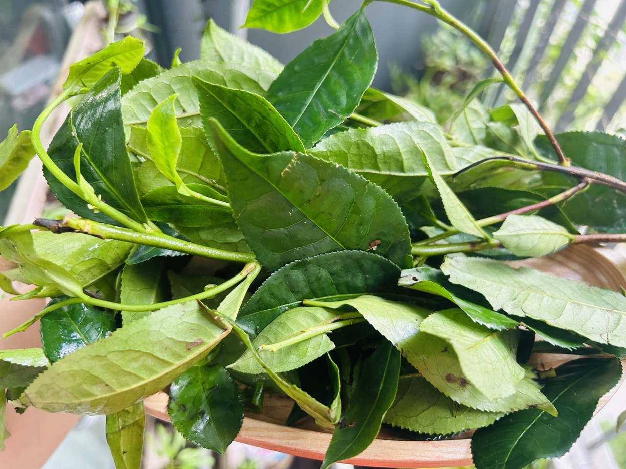 Lá Chè Tươi Có Tác Dụng Gì?