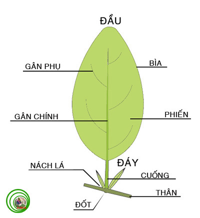 Lá Chét Là Gì?