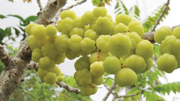 Lá Chùm Ruột Ăn Được Không?