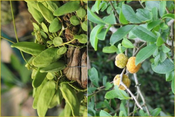 Lá đắp vết thương hở