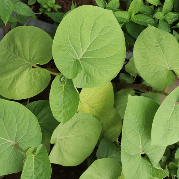 Lá Dổi Ăn Sống Được Không?