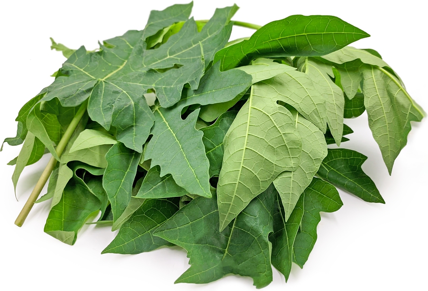 Công dụng tuyệt vời của lá đu đủ đực