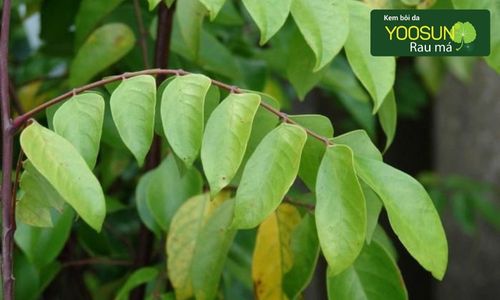 La khế ngọt có tắm được không?