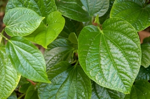 Vietnamese Piper Lobelia (Lá Lốt)