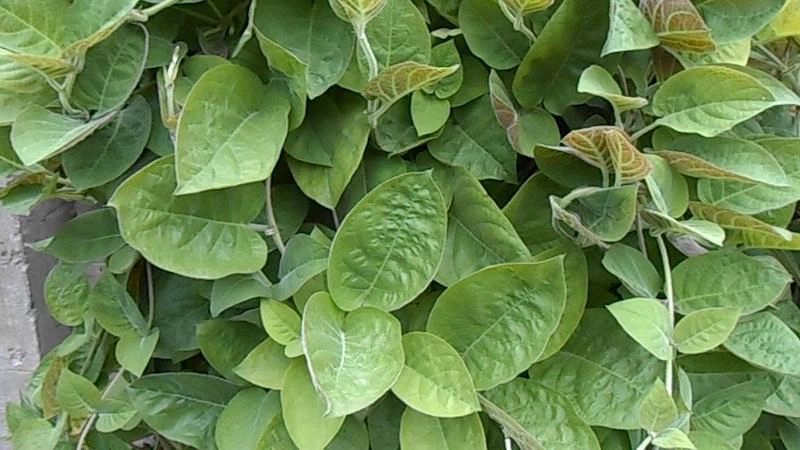 La Mơ Chữa Hội Chứng Ruột Kích Thích?