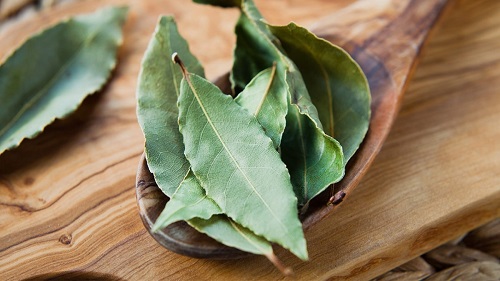 Lá Nguyệt Quế Mua Ở Đâu?