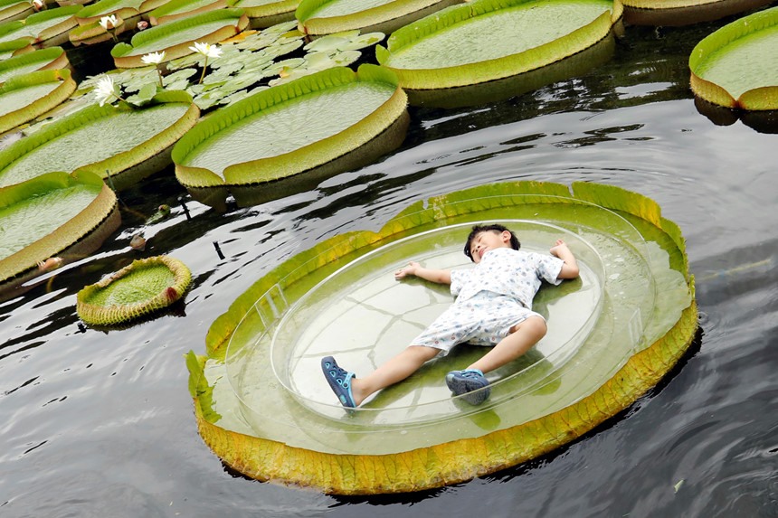 Lá Sen Khổng Lồ