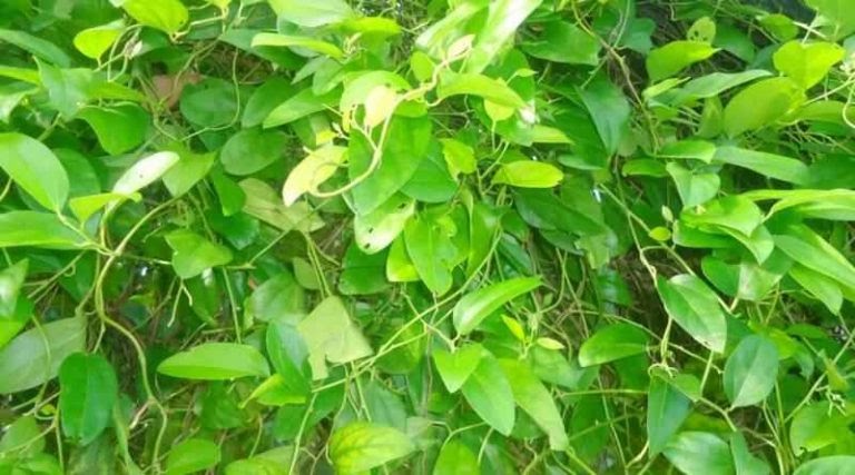 Lá Sương Sâm Mọc Ở Đâu?