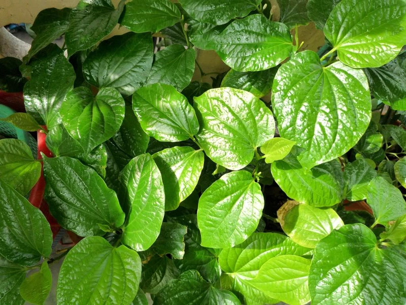 Lá Trầu Không Có Tác Dụng Gì Với Vùng Kín Gallery 2