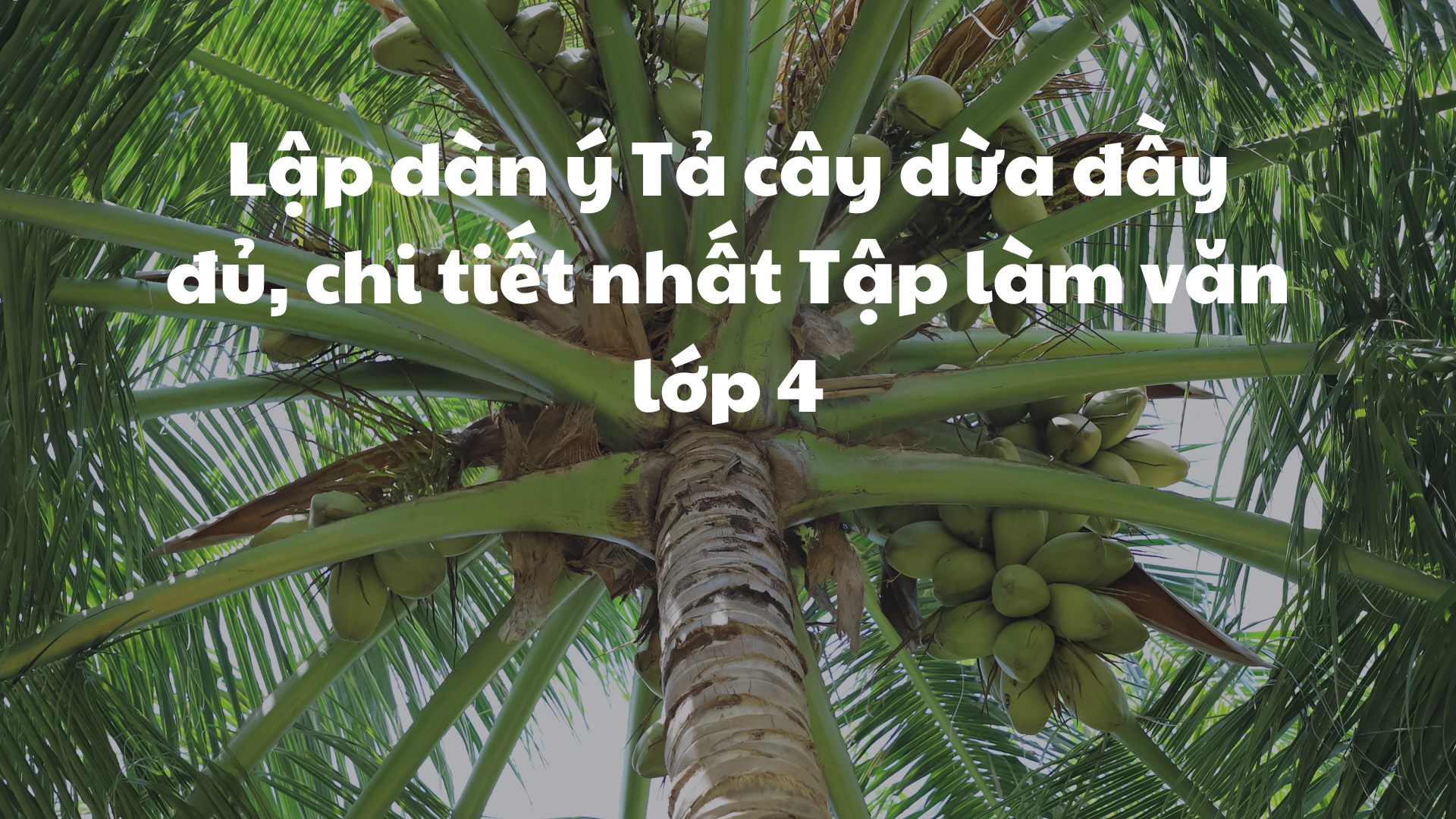 Tả cây dừa Gallery 2