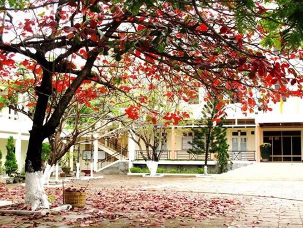 Lá Vàng Rơi Khắp Sân Trường Gallery 2