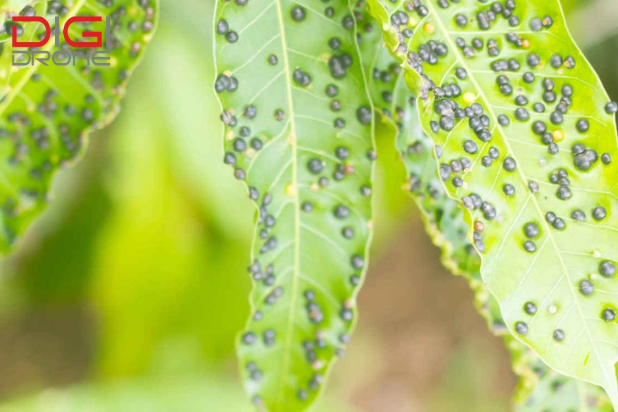 Lá Xoài Bị Đốm Đen: Nguyên Nhân và Cách Khắc Phục