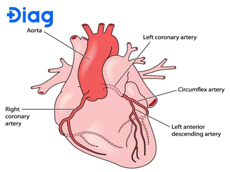 LAD là gì trong tim mạch?