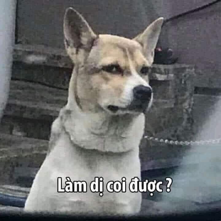 Làm Dị Coi Được Meme Gallery 2