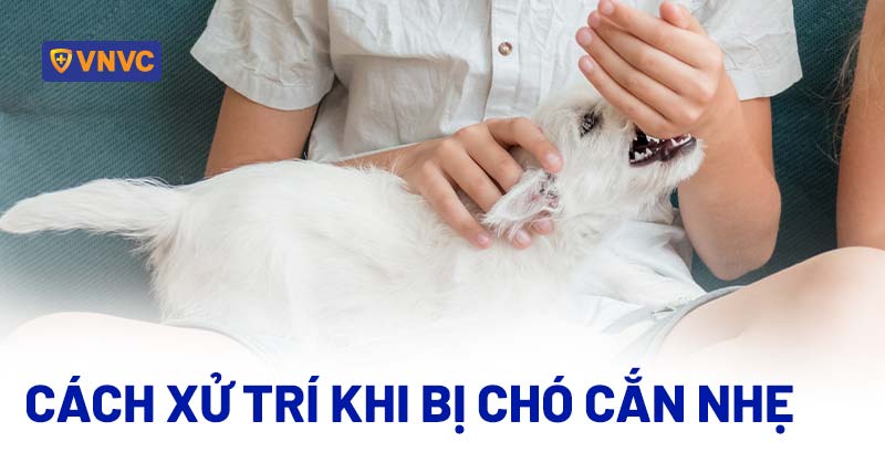 Làm gì khi bị chó cắn nhẹ không chảy máu?