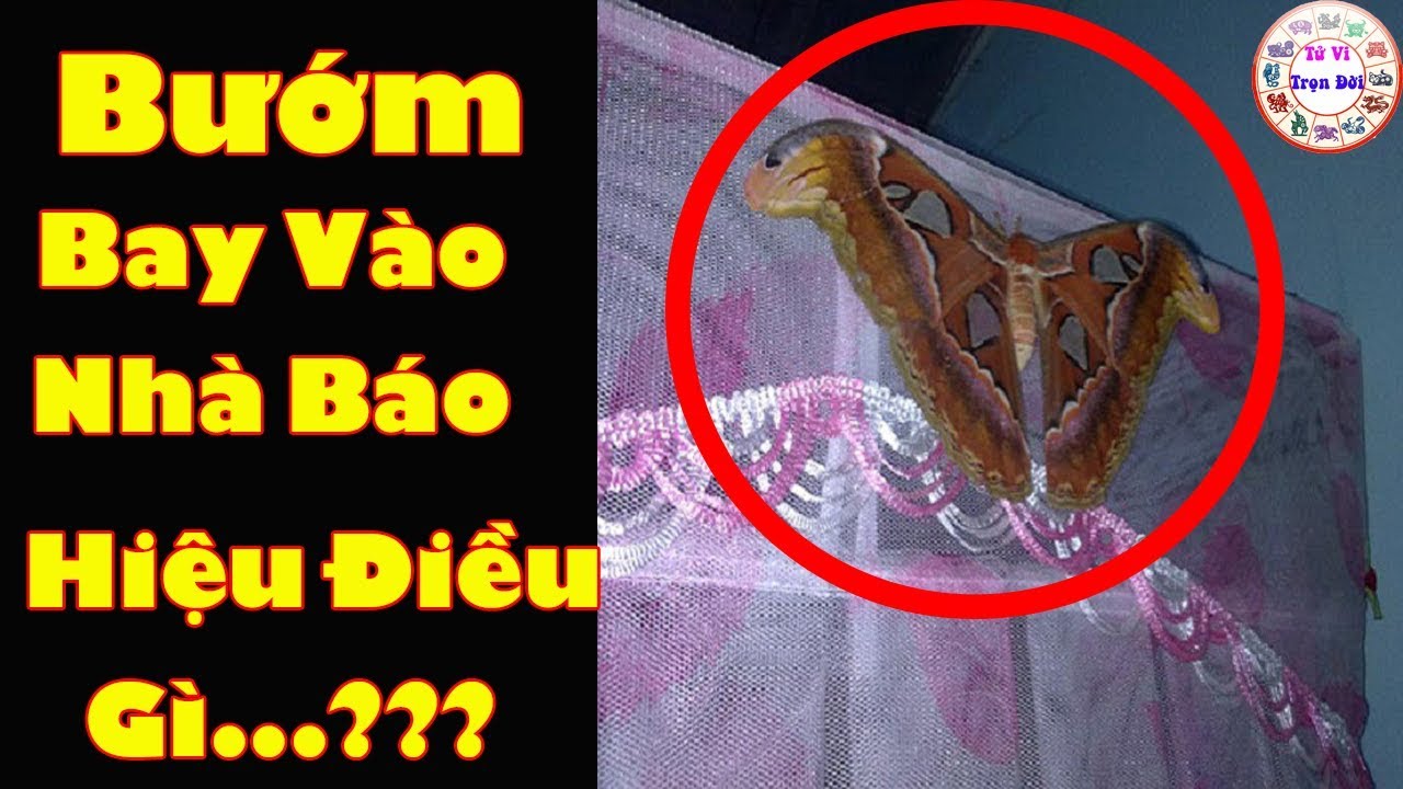 Bướm Khổng Lồ Bay Vào Nhà: Điềm Báo Hay Ngẫu Nhiên? Gallery 2