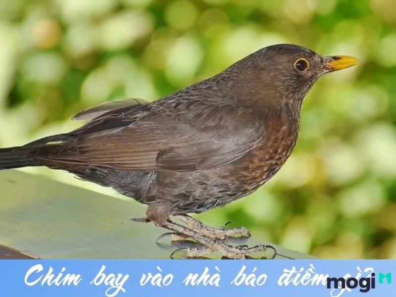 Chim Màu Đen Bay Vào Nhà: Điềm Báo Hay Ngẫu Nhiên? Gallery 2