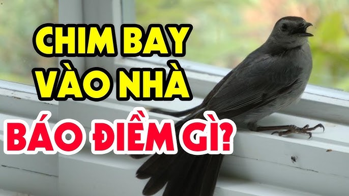 Chim non bay vào nhà là điềm gì? Gallery 2