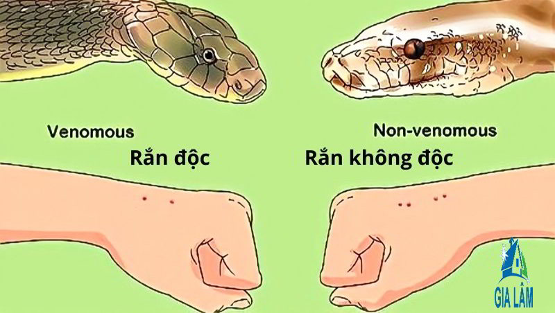 Gặp Rắn Trong Vườn Nhà: Cách Xử Lý An Toàn & Hiệu Quả Gallery 1